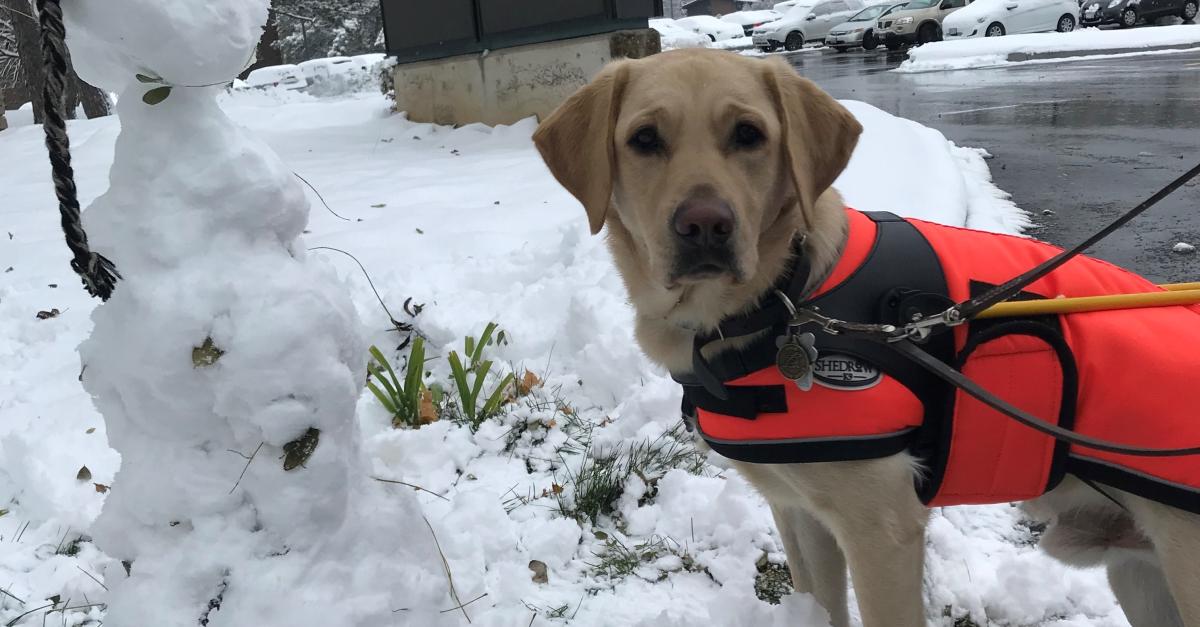 Inside Scoop Getting your dog acquainted with winter weather conditions CNIB